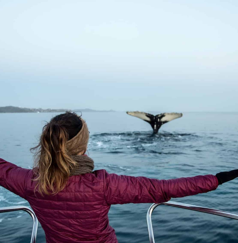 sailing tour with whale watching in nuuk fjord